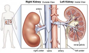 normal-kidney