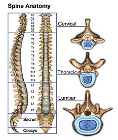 spineanatomy
