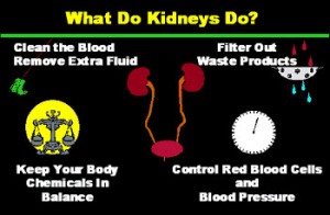 Role of kidney organs