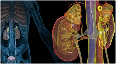 How Kidney Works