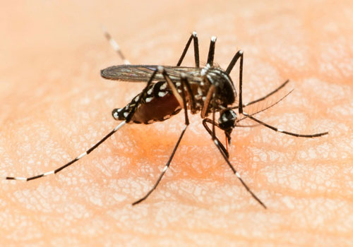 Zika Virus