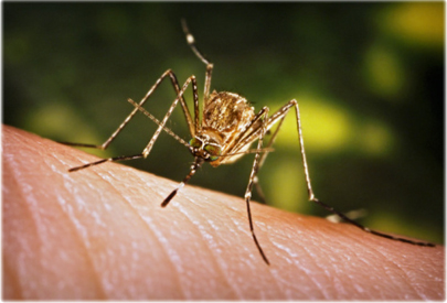 Why does a mosquito bite causes an itch