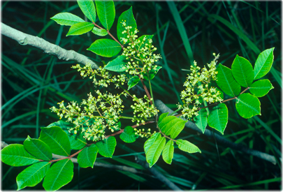 Guess the name of this plant that causes itching