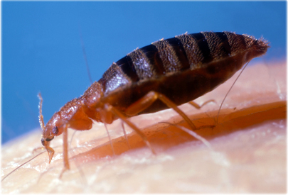 Which is this itch-triggering bug