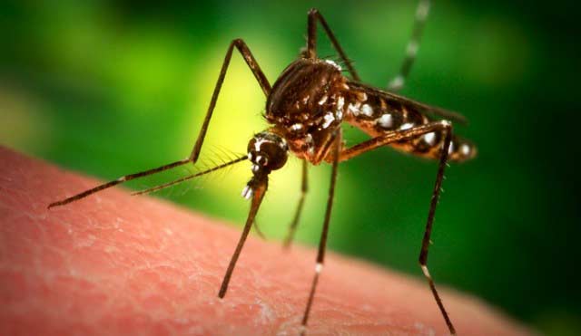 Chikungunya Virus: Symptoms, Diagnosis and Treatment
