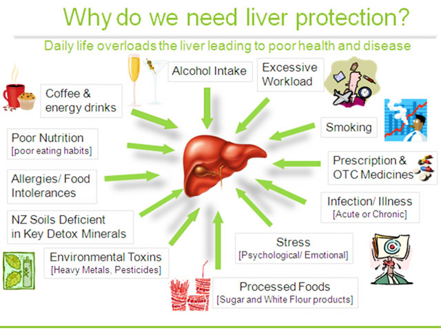 Promote healthy liver function