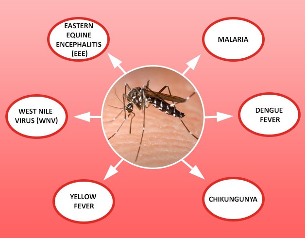 Diseases Spread by Mosquitoes