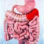 What You Need to Know about New Organ Mesentery