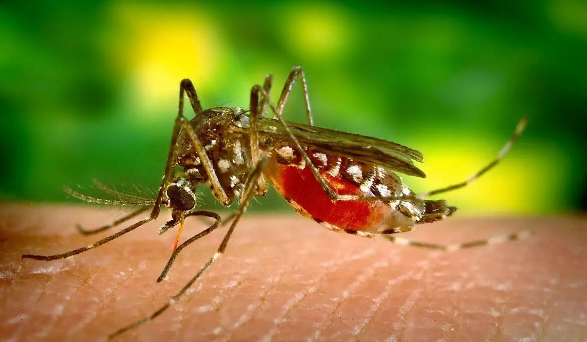 10-diseases-spread-by-mosquitoes