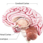 Alzheimer’s Disease: Causes, Signs & Treatment