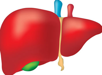 icon_356_3787 guidelines-for-live-donor-liver-transplantation