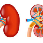 Guidelines on Renal (Kidney) Transplantation