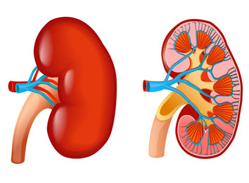 guidelines-on-renal-kidney-transplantation